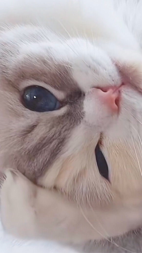 7Catsラグドール (TikTok LIVE)