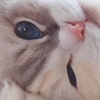 7Catsラグドール (TikTok LIVE)