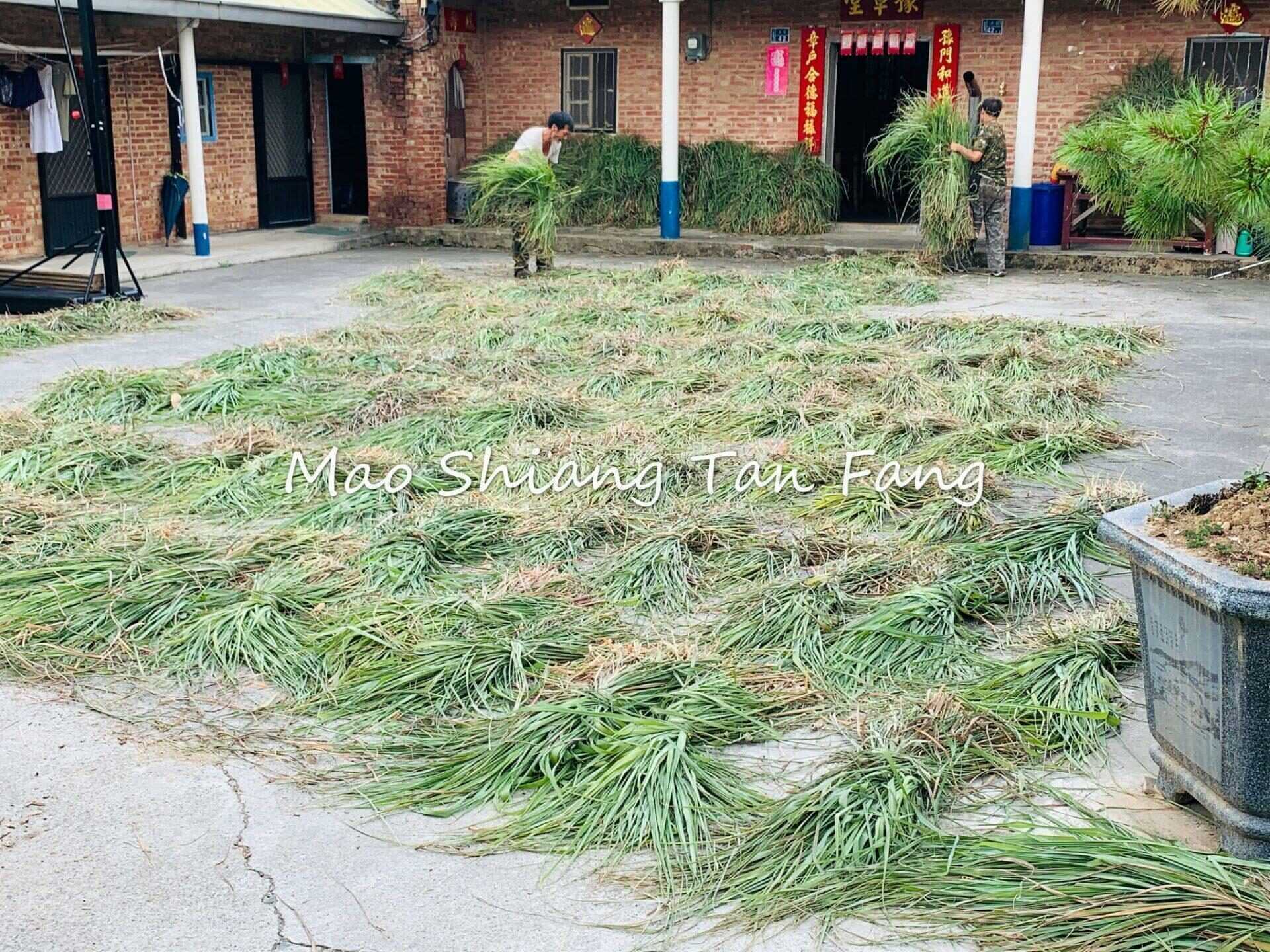 苗栗必帶伴手禮 茅鄉炭坊