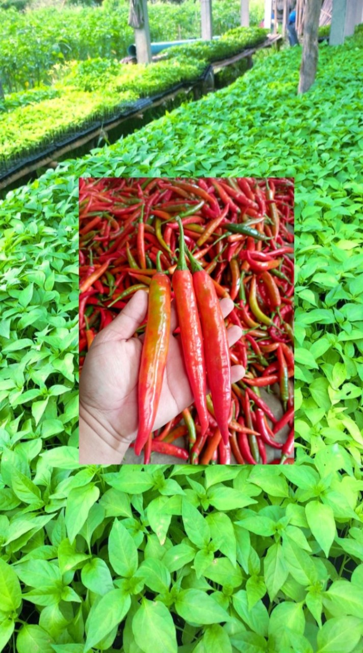 พริกและเกษตรพืชไร่