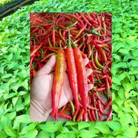 พริกและเกษตรพืชไร่