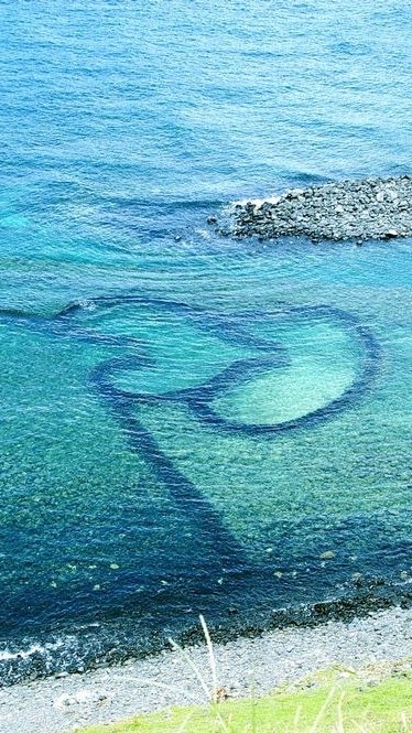 澎湖海域海產代購🐟