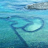 澎湖海域海產代購🐟