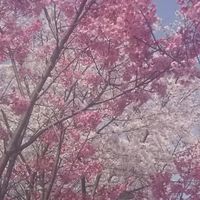 🍀乳がん🍀がん闘病中🍀《女性限定・独身・ｼﾝｸﾞﾙﾏｻﾞｰ》