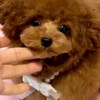 徳島犬好き🐶トイプードル