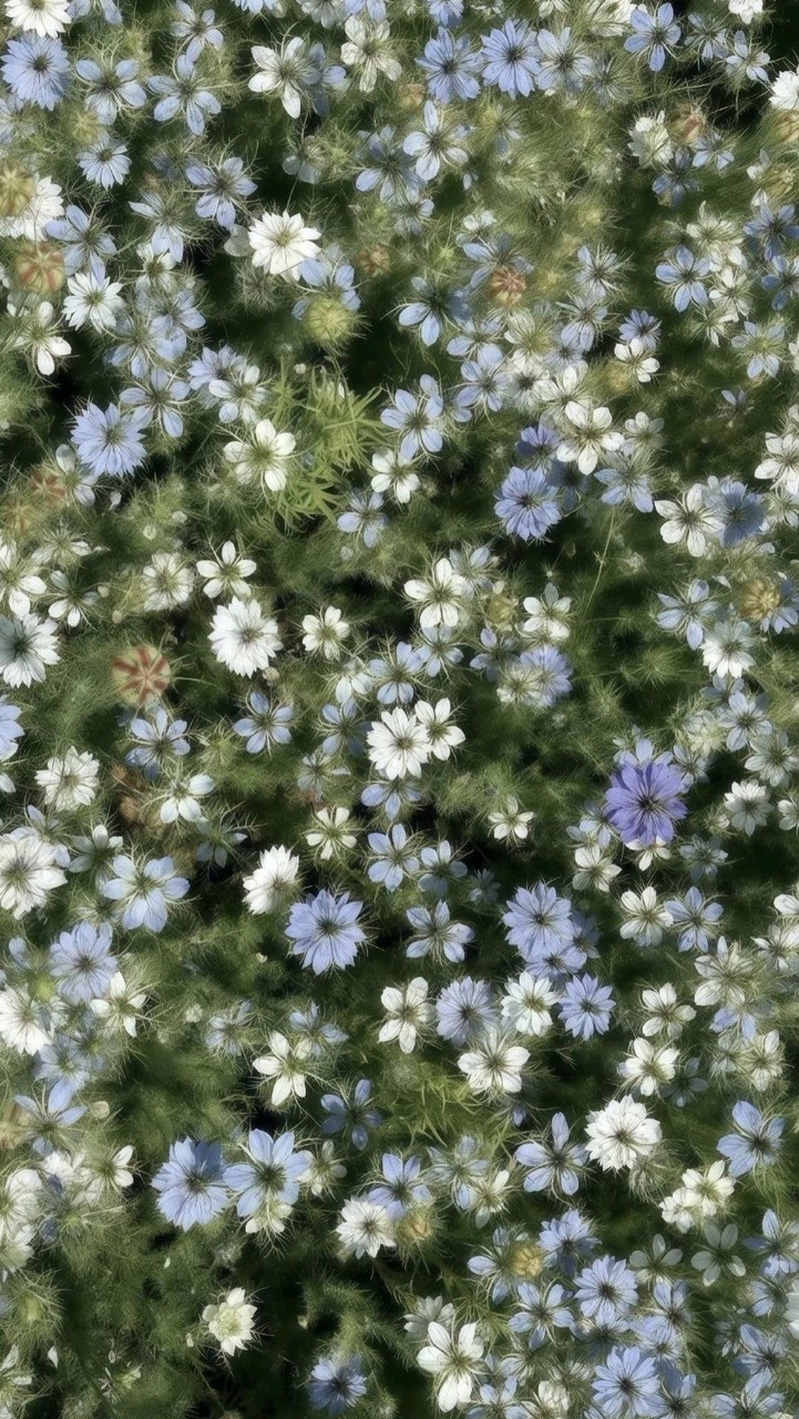 ♡⋆⭒ʀᴀʝɳ  ʂʜᴏ𝒫 ₊˚❀༉𐦍.