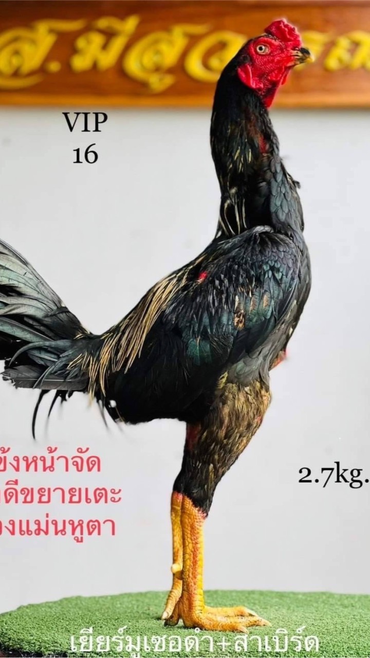 ชุ้ม ส.พัฒนาพม่าล่อ ฟาร์ม