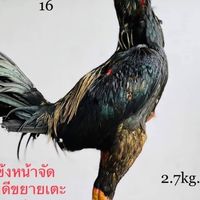 ชุ้ม ส.พัฒนาพม่าล่อ ฟาร์ม