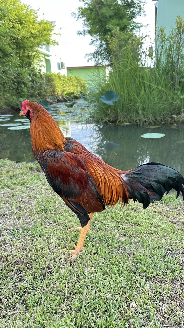 ซุ้มชิดชลฟาร์มไก่ชน