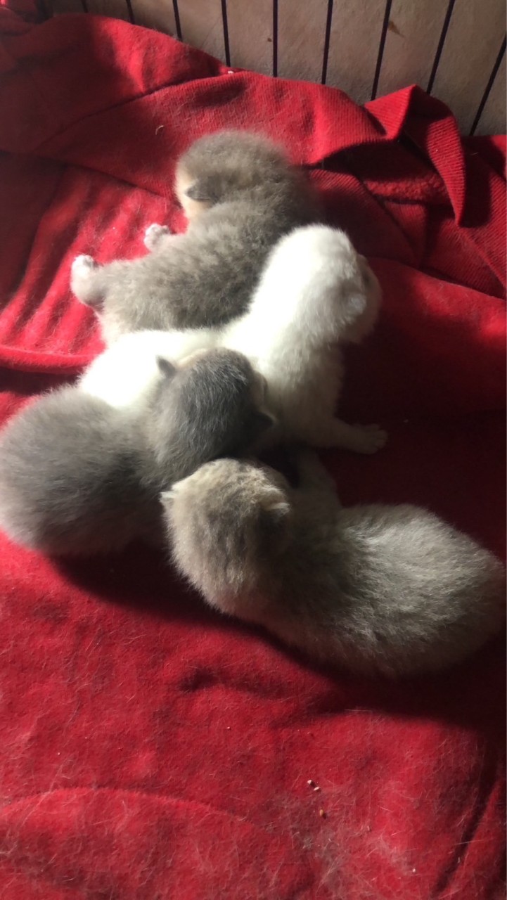 配種培育品種犬貓～歡迎諮詢