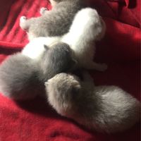 配種培育品種犬貓～歡迎諮詢