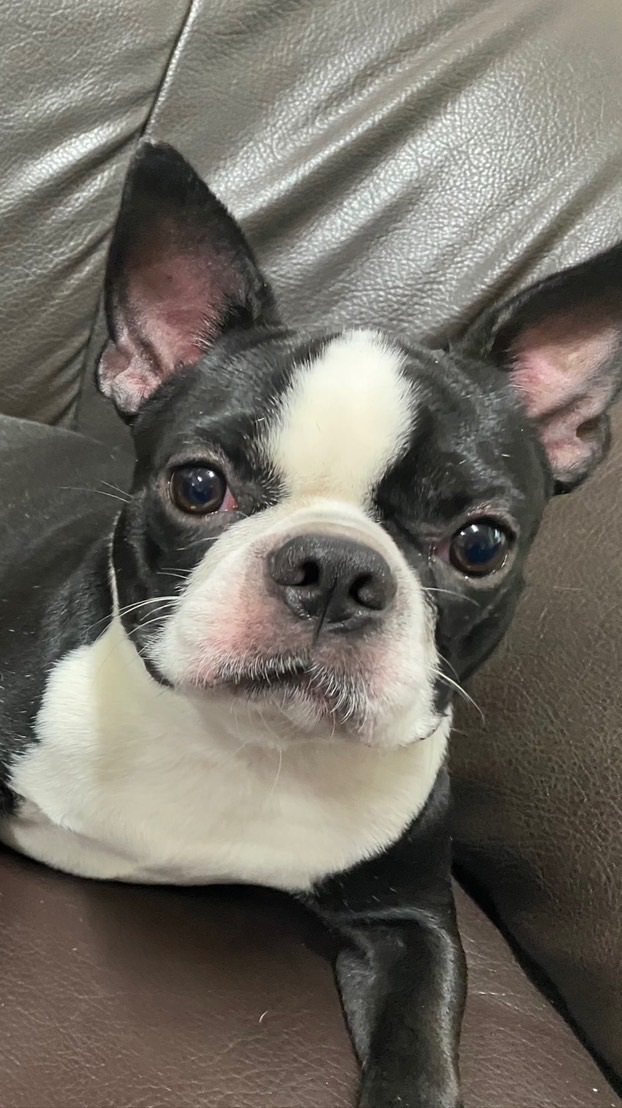 波士頓梗犬俱樂部