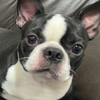 波士頓梗犬俱樂部
