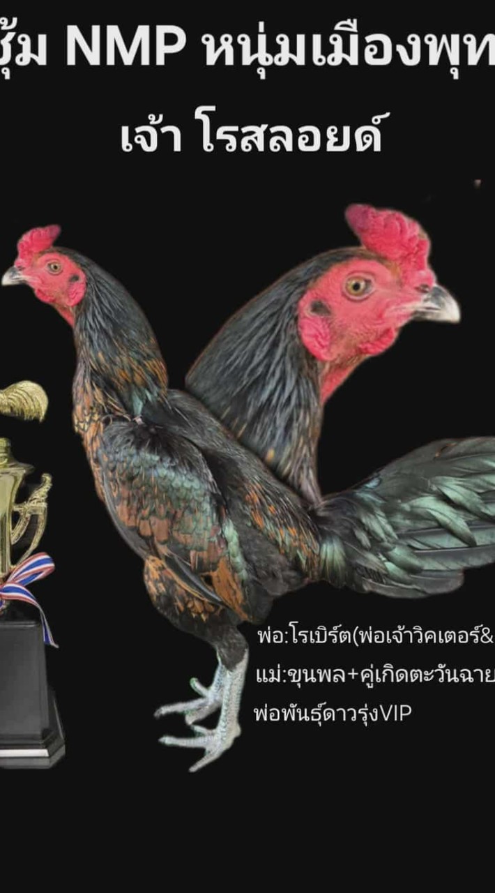 ซุ้ม NMP หนุ่มเมืองพุทธ