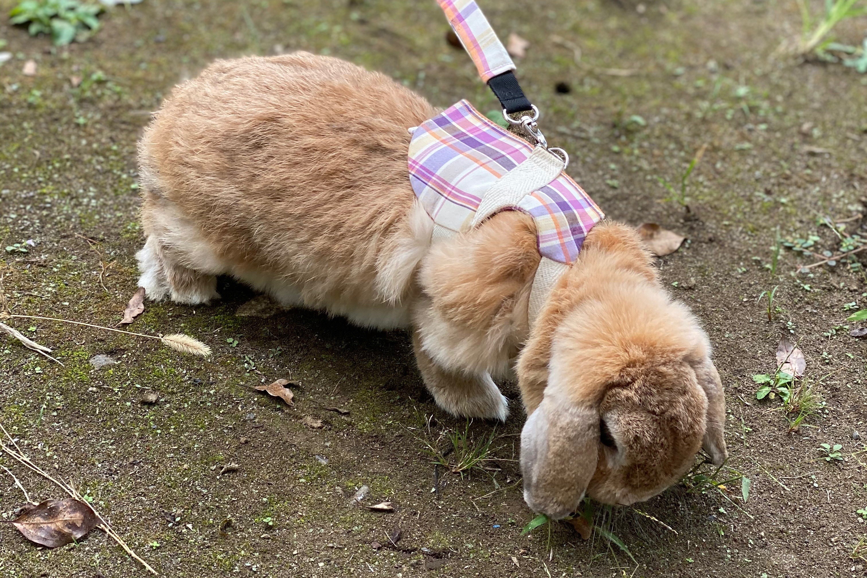 動物にとっては死刑宣告 逮捕された人のペット 世話はどうなる 弁護士ドットコムニュース