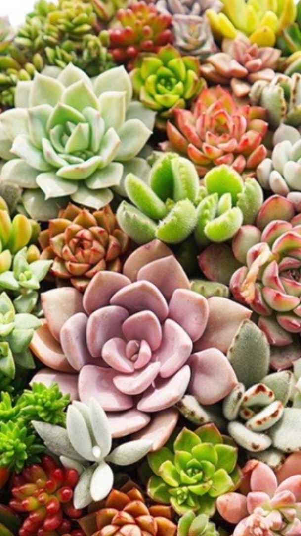 多肉植物始めます！〜集まれ〜