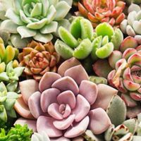 多肉植物始めます！〜集まれ〜