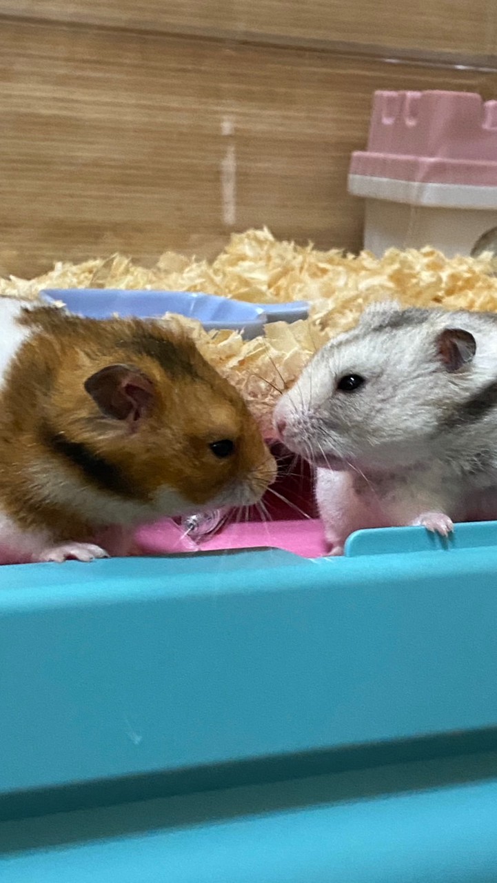 鼠仔