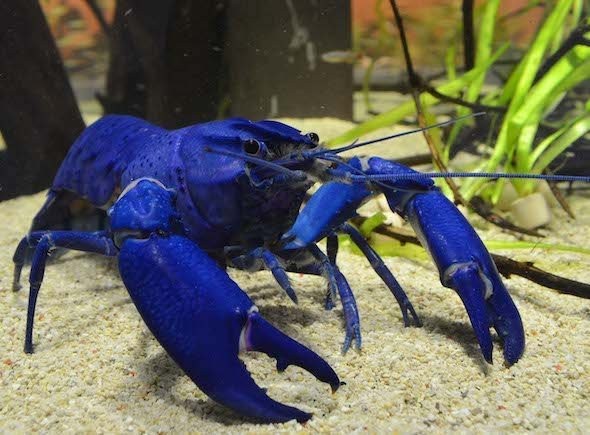 真っ青なザリガニも 茹でると赤くなるらしい 一体なぜ 鳥羽水族館に聞いた Jタウンネット