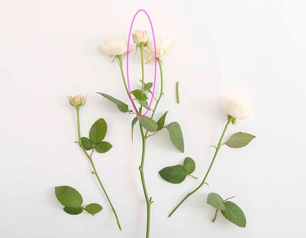 花屋が教える バラを素敵に飾るなら スプレー咲きと一輪咲きで生け方を変えよう ハルメク365