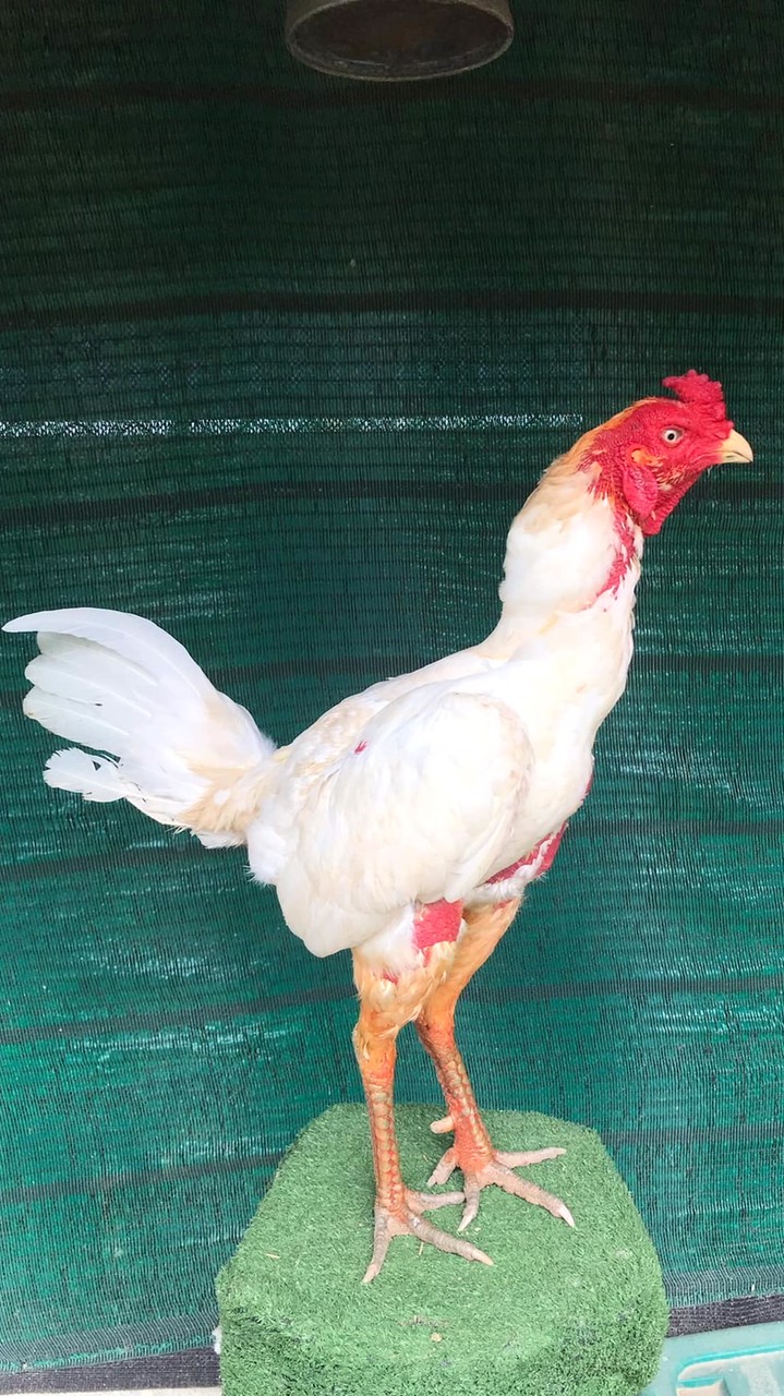 ซุ้มตุ้มเงินตุ้มทอง By Adsawin Farm