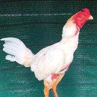 ซุ้มตุ้มเงินตุ้มทอง By Adsawin Farm