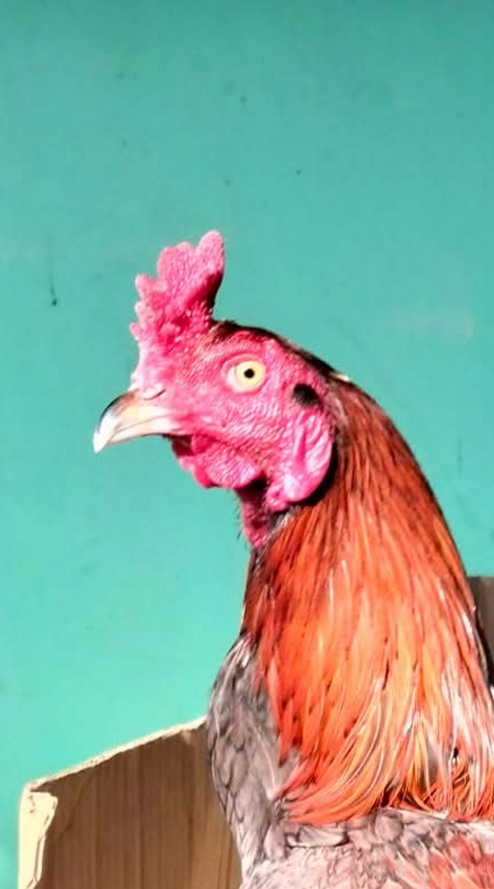 ซุ้ม.สเตป​เทพ​/ซื้อขายแบ่งปันไก่คัดผ่านไก่ผ่านไฟล์ทุกจังหวัด