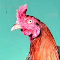 ซุ้ม.สเตป​เทพ​/ซื้อขายแบ่งปันไก่คัดผ่านไก่ผ่านไฟล์ทุกจังหวัด