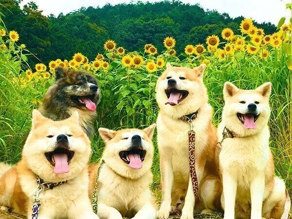 突然夕立 濡れるのが嫌いな柴犬 散歩拒否で 輸送状態