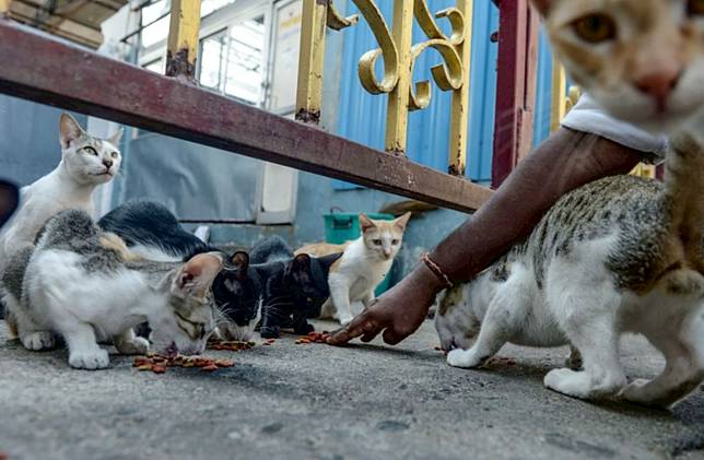 Siap Grak! Wahai Pecinta Kucing, Begini Sekian Penyebab Kalian 