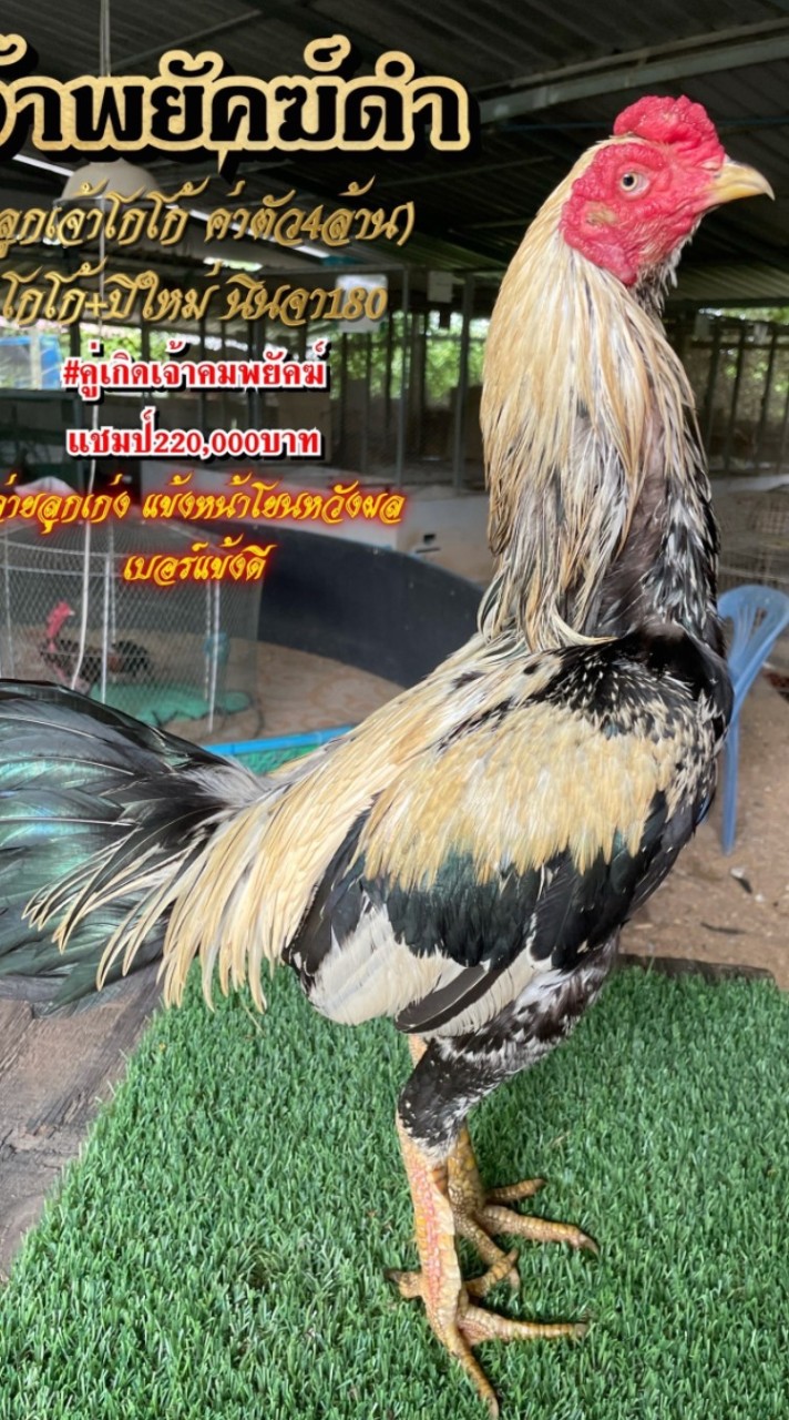 สิงห์บูรพา ระยองฟาร์ม