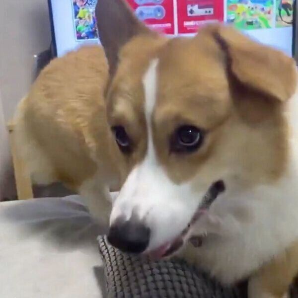 生きたセミを食べた ゾッとする犬の行動を獣医師が解説