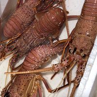 🦞鴻順水產🦀