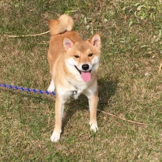 排泄後に後ろ足で地面を蹴る 犬 実はこだわりの理由が いぬのきもちnews