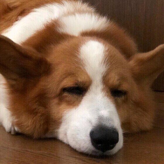 トマト キュウリを犬にあげるときの注意って