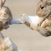 うさたんのお話し部屋