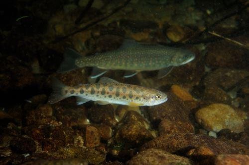 実は川魚にも大きな違いがあるって知ってた 意外すぎる味や見た目の違いって オリーブオイルをひとまわしニュース