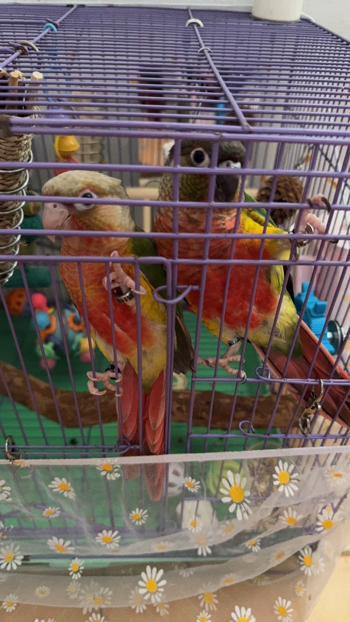 鸚鵡世界