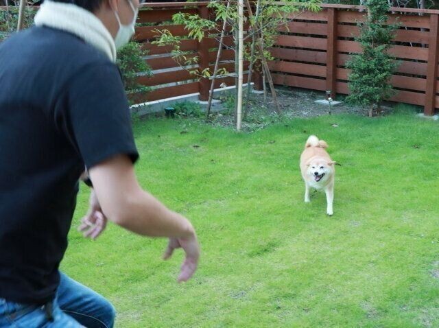 追いかけられる秋田犬 切ない表情がたまらない いぬのきもちnews