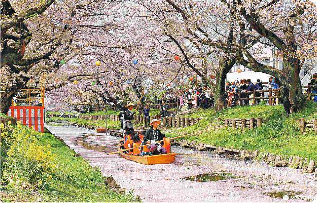 川越小江戶老街穿越櫻花林蔭道 明報 Line Today