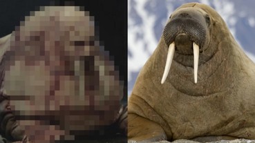 《人型海象》挑戰人性無極限！ 網友：胖子導演發瘋了？