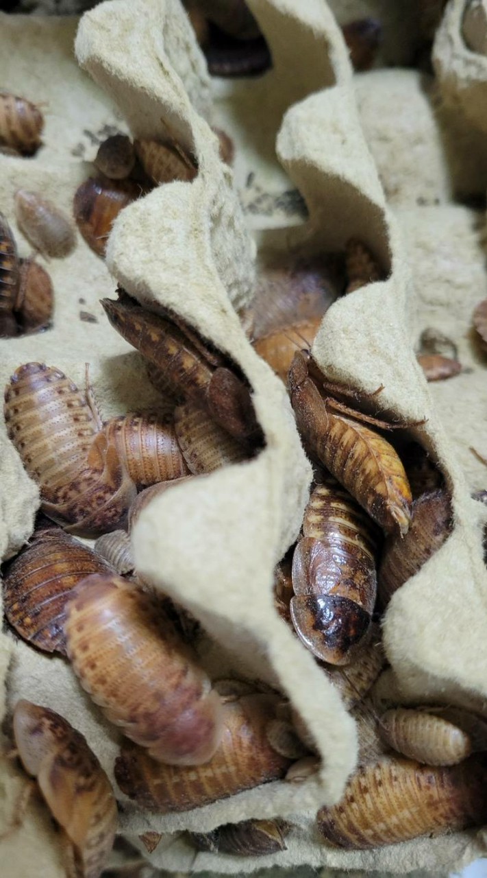 蟲皇Bug King（黃金杜比亞專賣）