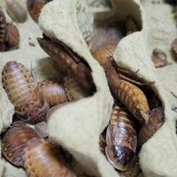 蟲皇Bug King（黃金杜比亞專賣）