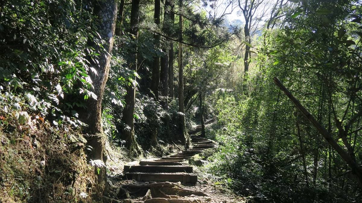 嘉義最消暑玩法！２大瀑布祕境＋10條森林步道：阿里山五星級步道、嵐山竹林