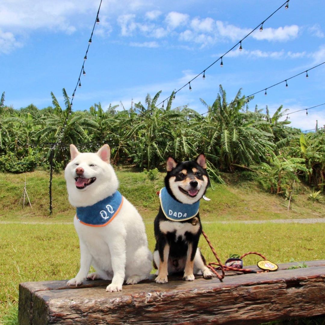 雲太美不想下山 @shiba Qq Bd