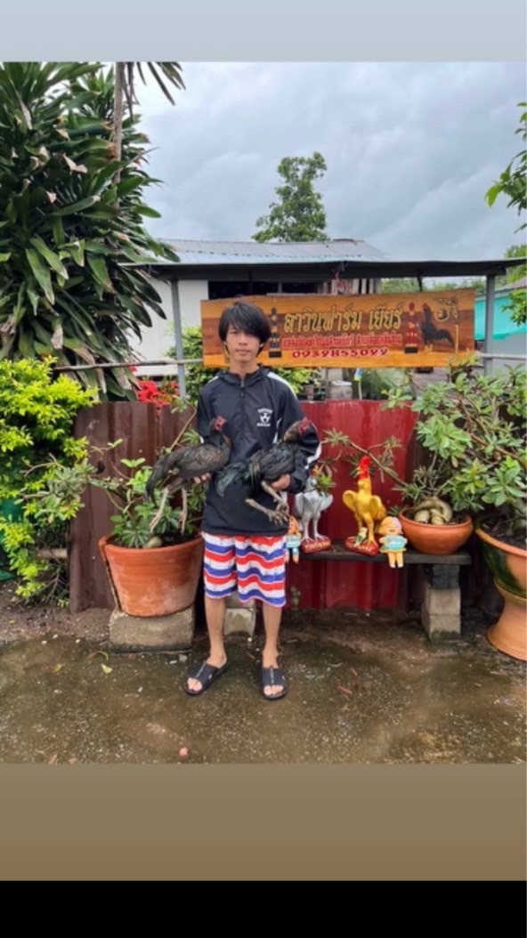 ไก่ชนภาคเหนือ🐔