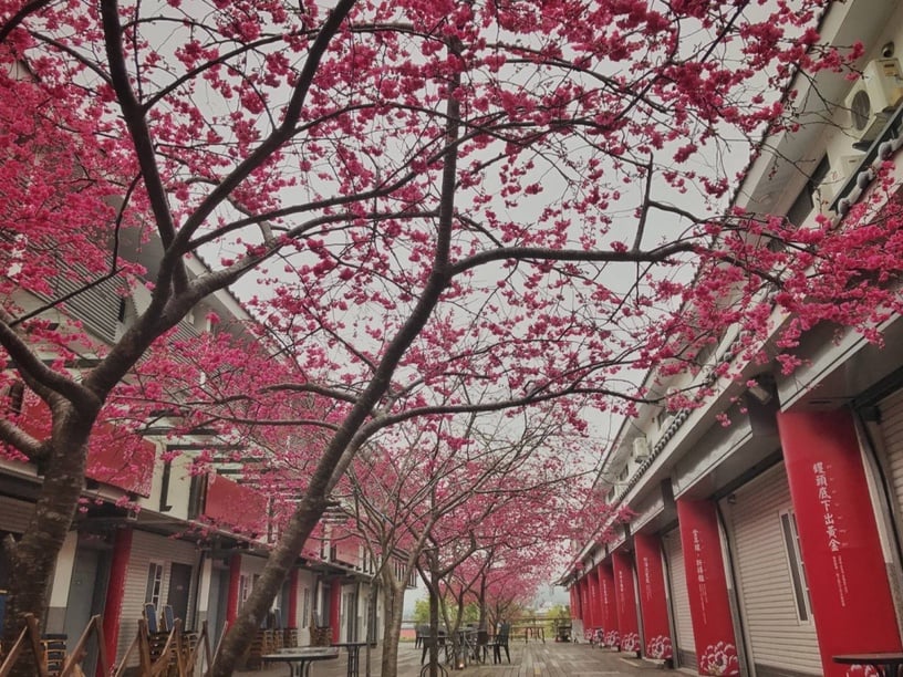 伴櫻花入睡！8間櫻花住宿推薦：奢華系露營、歐洲莊園風，一踏出房門就能將櫻花擁入懷