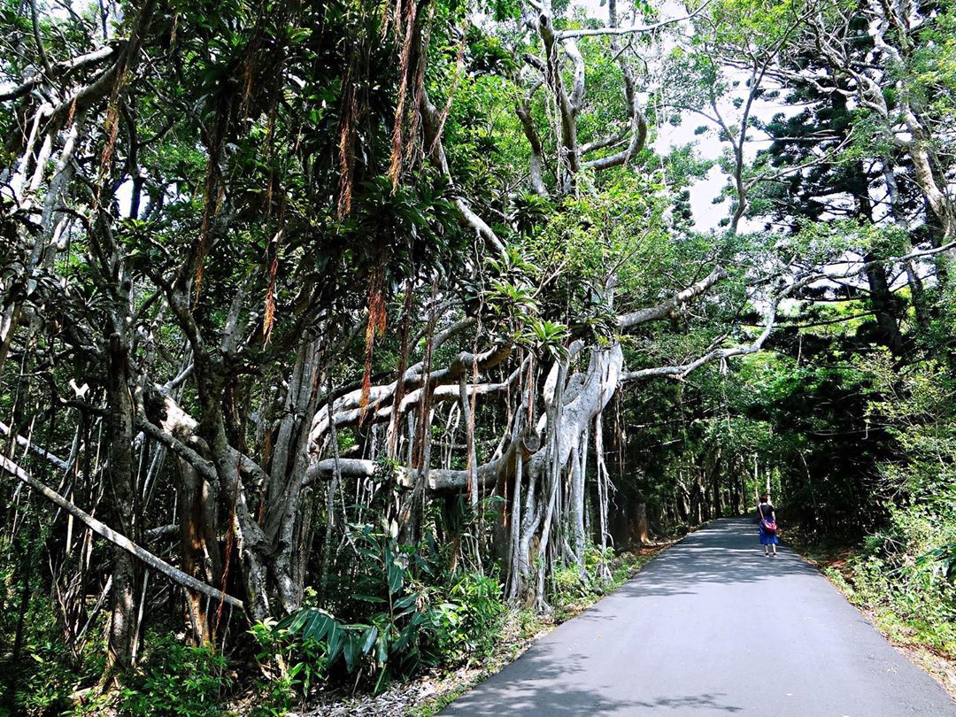 屏東「拾美步道群」介紹｜屏東10條森林秘境登山步道介紹看這篇
