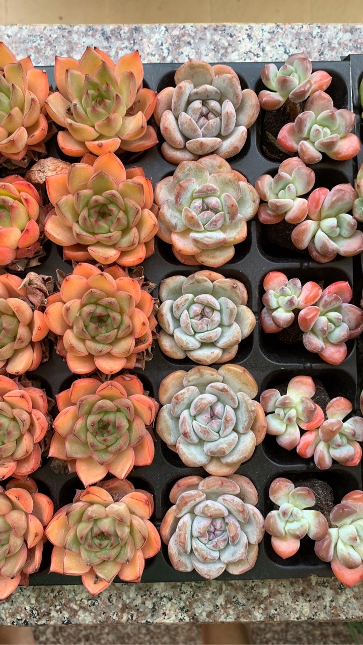 ขายไม้อวบน้ำปลีกส่งmylittleCgarden