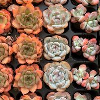 ขายไม้อวบน้ำปลีกส่งmylittleCgarden